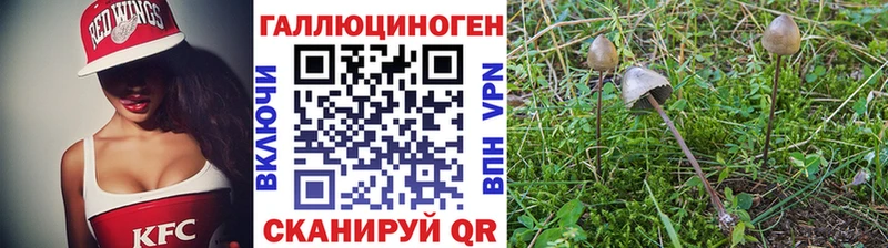 Псилоцибиновые грибы мицелий  наркота  Судогда 